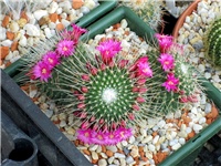 a491e270-mammillaria spinosissima un pico.JPG